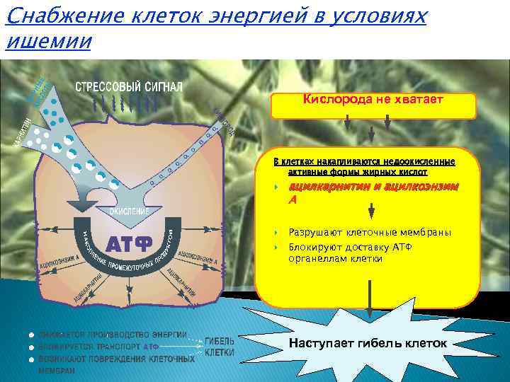 Снабжение клеток энергией в условиях ишемии Кислорода не хватает В клетках накапливаются недоокисленные активные