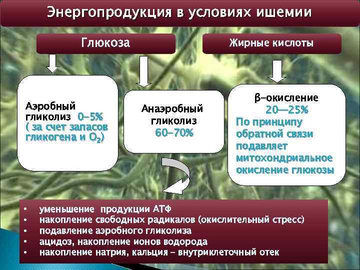 Энергопродукция в условиях ишемии Глюкоза Аэробный гликолиз 0 -5% ( за счет запасов гликогена