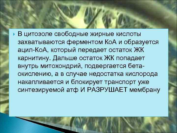  В цитозоле свободные жирные кислоты захватываются ферментом Ко. А и образуется ацил-Ко. А,