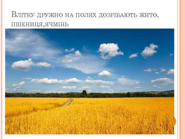 ВЛІТКУ ДРУЖНО НА ПОЛЯХ ДОЗРІВАЮТЬ ЖИТО, ПШЕНИЦЯ, ЯЧМІНЬ 