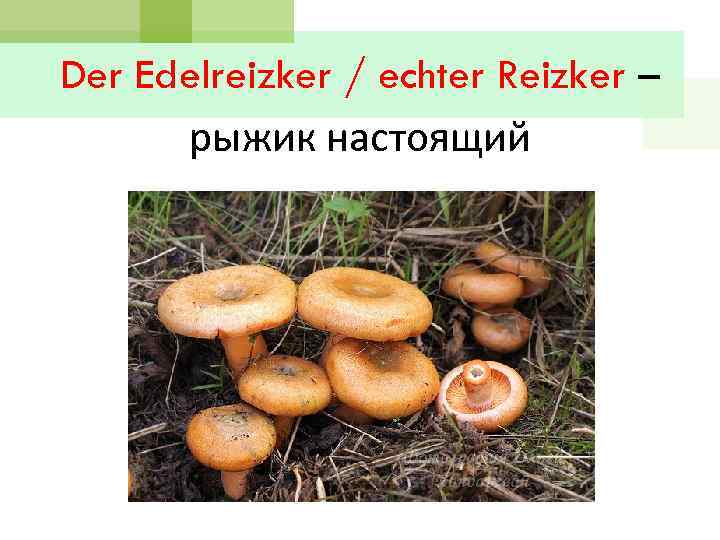 Der Edelreizker / echter Reizker – рыжик настоящий 