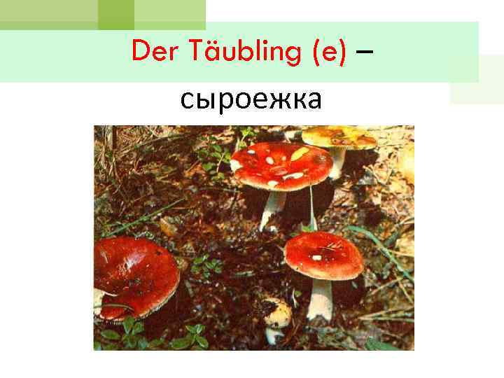 Der Täubling (e) – сыроежка 