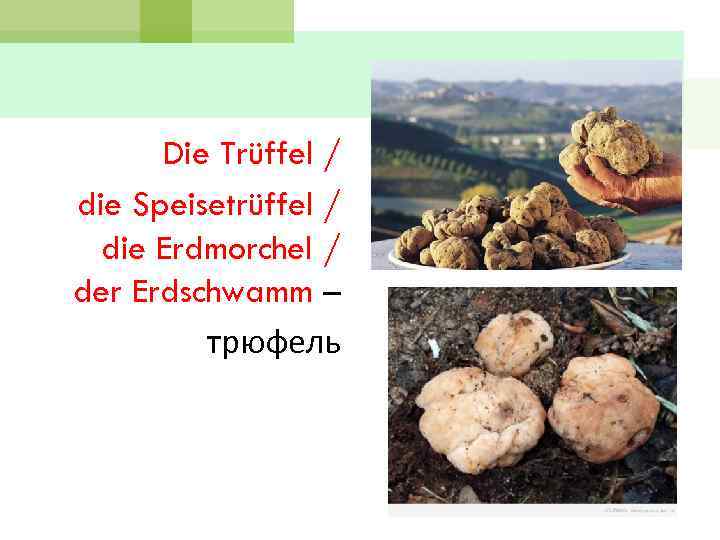 Die Trüffel / die Speisetrüffel / die Erdmorchel / der Erdschwamm – трюфель 