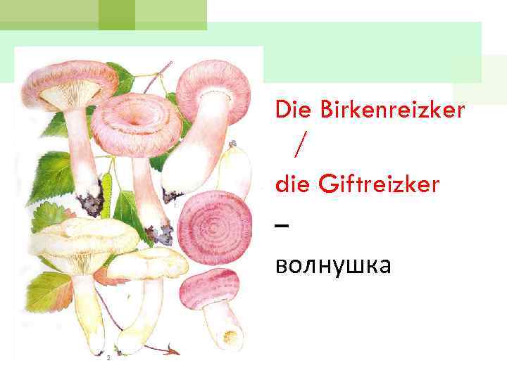 Die Birkenreizker / die Giftreizker – волнушка 