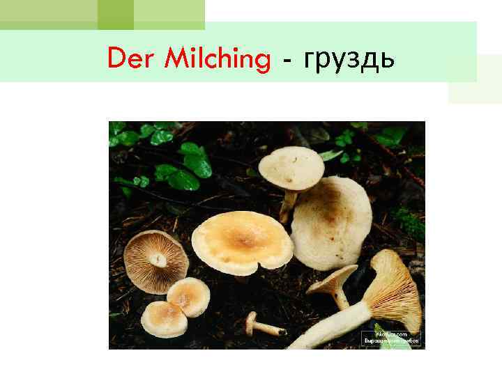 Der Milching - груздь 