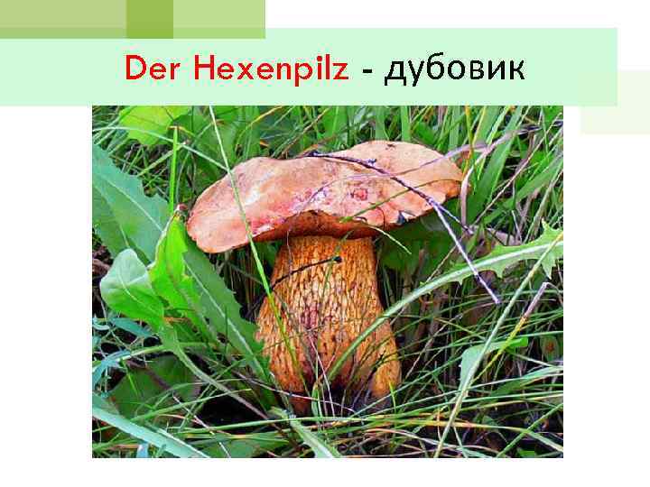 Der Hexenpilz - дубовик 