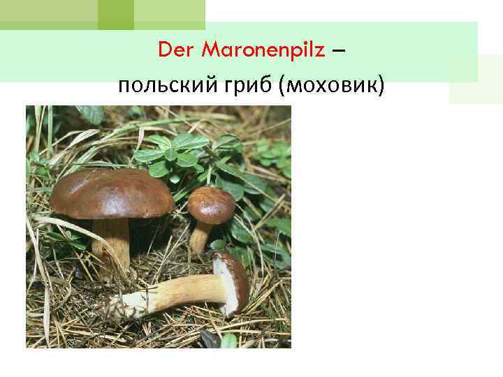 Der Maronenpilz – польский гриб (моховик) 