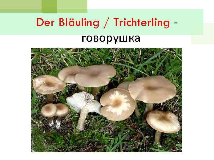 Der Bläuling / Trichterling говорушка 