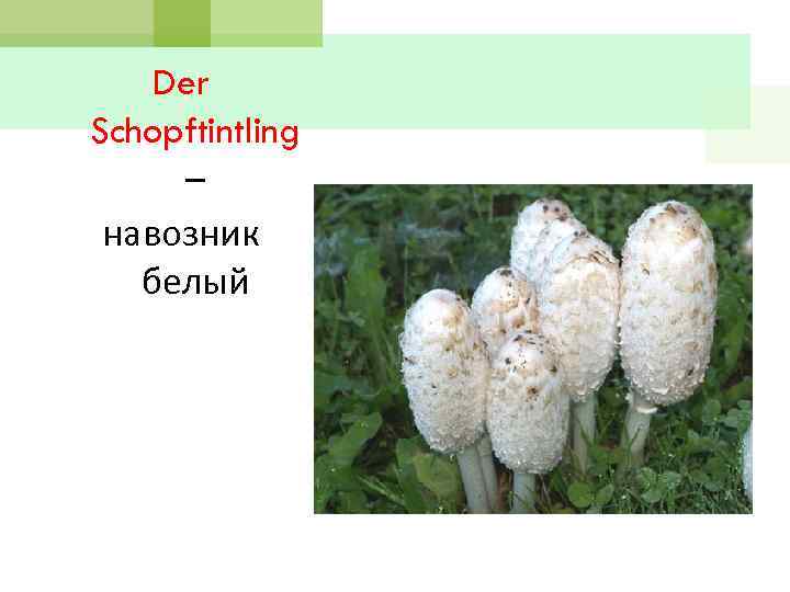 Der Schopftintling – навозник белый 