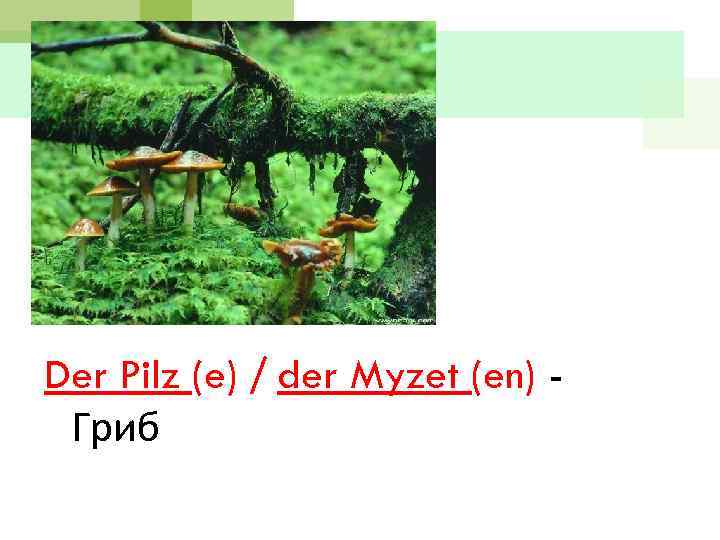 Der Pilz (e) / der Myzet (en) Гриб 