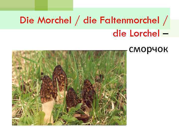 Die Morchel / die Faltenmorchel / die Lorchel – сморчок 