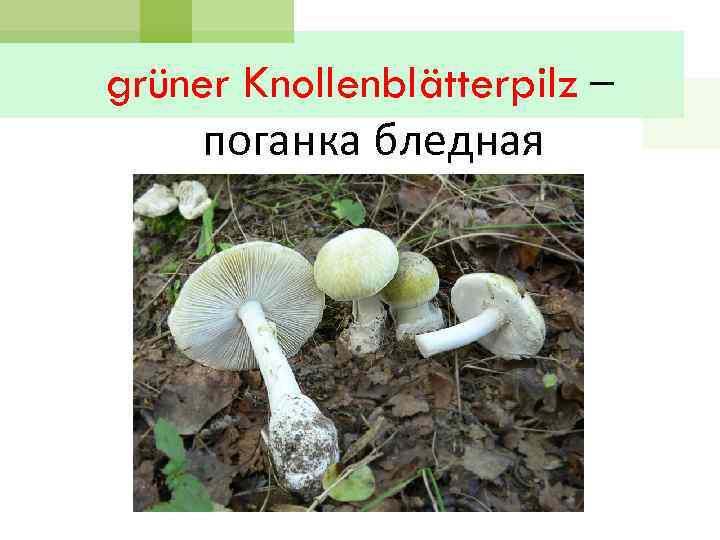 grüner Knollenblätterpilz – поганка бледная 