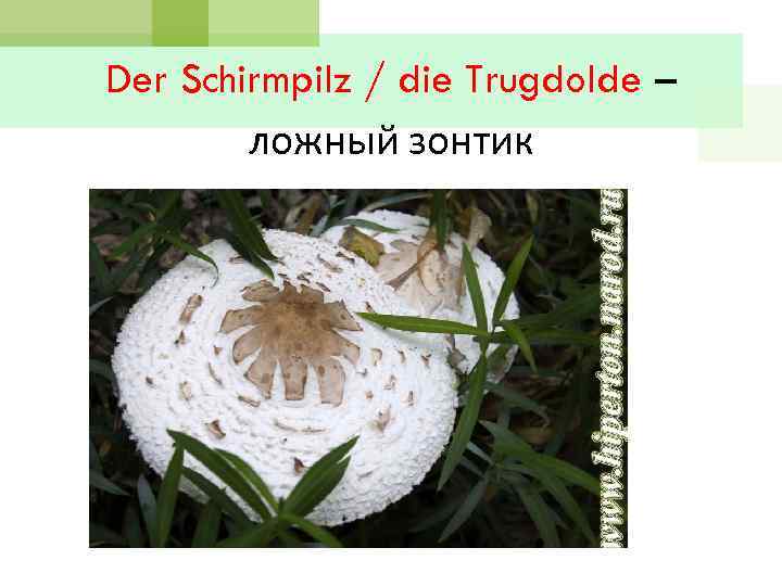 Der Schirmpilz / die Trugdolde – ложный зонтик 