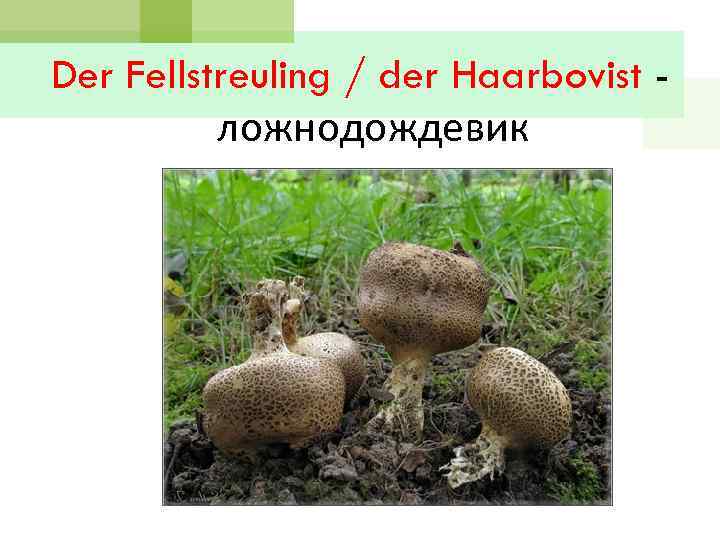 Der Fellstreuling / der Haarbovist ложнодождевик 