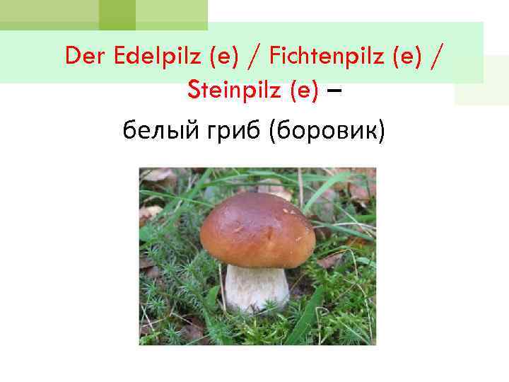 Der Edelpilz (e) / Fichtenpilz (e) / Steinpilz (e) – белый гриб (боровик) 