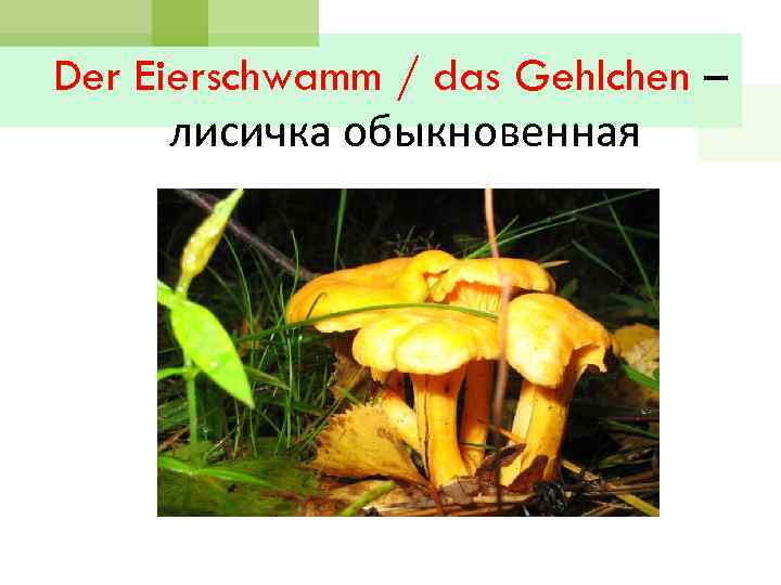 Der Eierschwamm / das Gehlchen – лисичка обыкновенная 