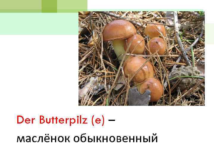 Der Butterpilz (e) – маслёнок обыкновенный 