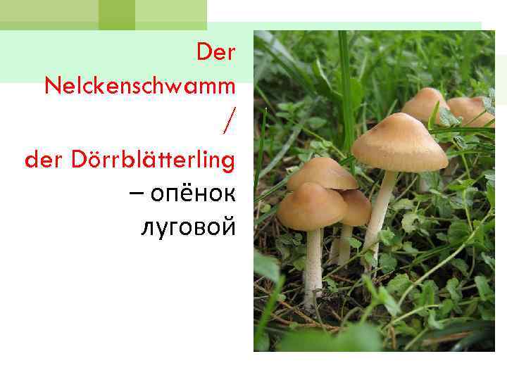 Der Nelckenschwamm / der Dörrblätterling – опёнок луговой 