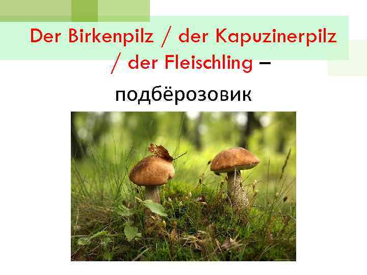 Der Birkenpilz / der Kapuzinerpilz / der Fleischling – подбёрозовик 