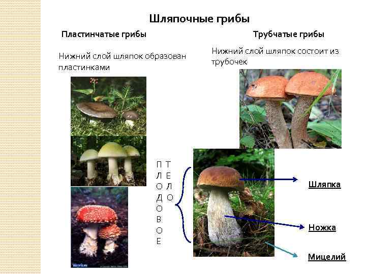 Шляпочные грибы Пластинчатые грибы Трубчатые грибы Нижний слой шляпок образован пластинками П Л О