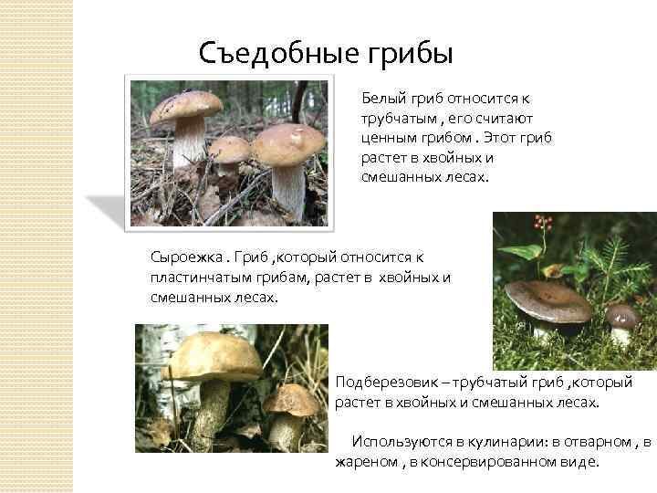 Съедобные грибы Белый гриб относится к трубчатым , его считают ценным грибом. Этот гриб