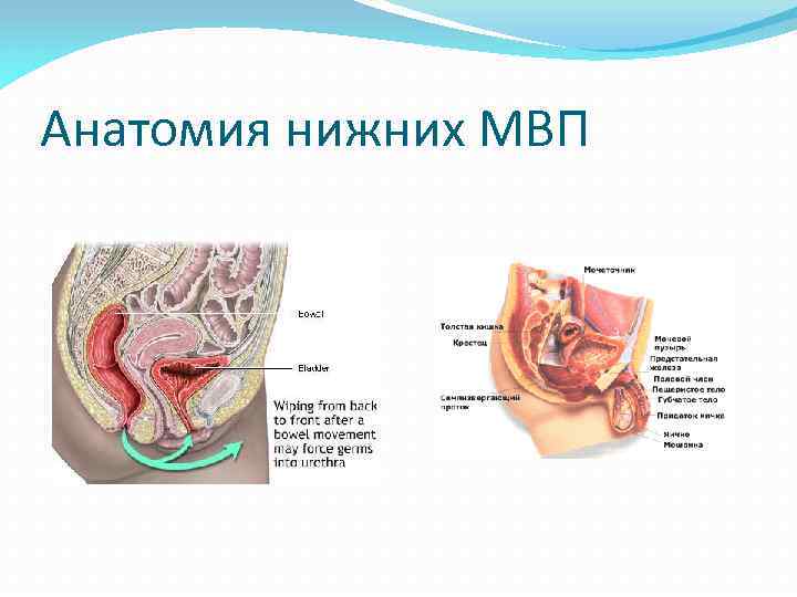 Анатомия нижних МВП 