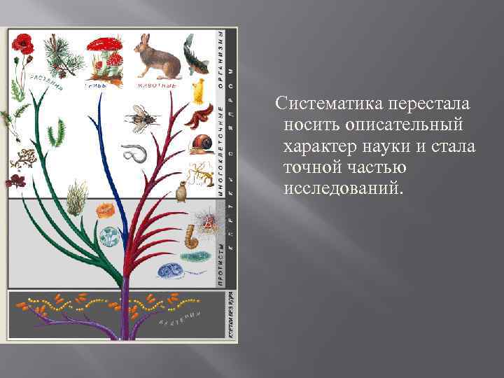 Систематика перестала носить описательный характер науки и стала точной частью исследований. 