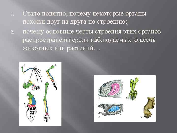 1. 2. Стало понятно, почему некоторые органы похожи друг на друга по строению; почему