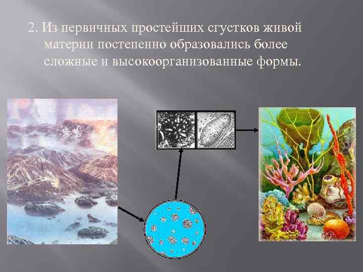 2. Из первичных простейших сгустков живой материи постепенно образовались более сложные и высокоорганизованные формы.