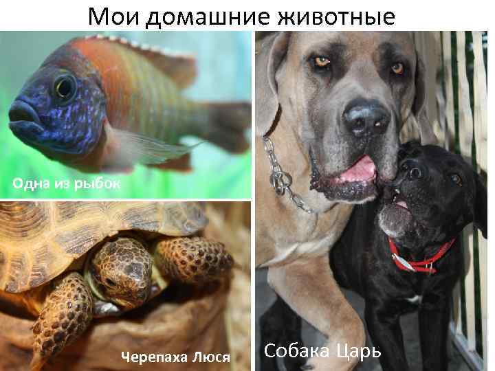 Мои домашние животные Одна из рыбок Черепаха Люся Собака Царь 