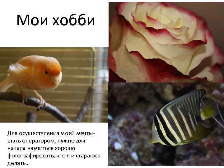 Мои хобби Для осуществления моей мечтыстать оператором, нужно для начала научиться хорошо фотографировать, что