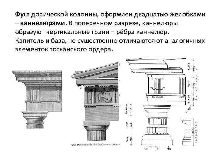 Фуст дорической колонны, оформлен двадцатью желобками – каннелюрами. В поперечном разрезе, каннелюры образуют вертикальные
