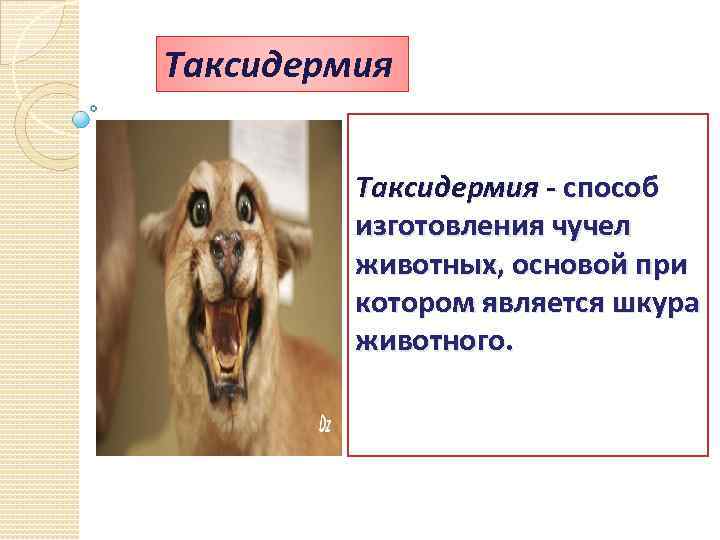 Таксидермия - способ изготовления чучел животных, основой при котором является шкура животного. 