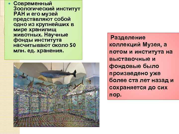  Современный Зоологический институт РАН и его музей представляют собой одно из крупнейших в