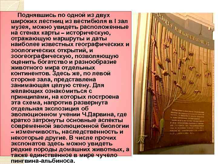 Поднявшись по одной из двух широких лестниц из вестибюля в I зал музея, можно
