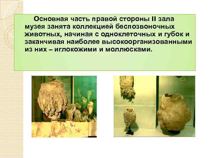 Основная часть правой стороны II зала музея занята коллекцией беспозвоночных животных, начиная с одноклеточных