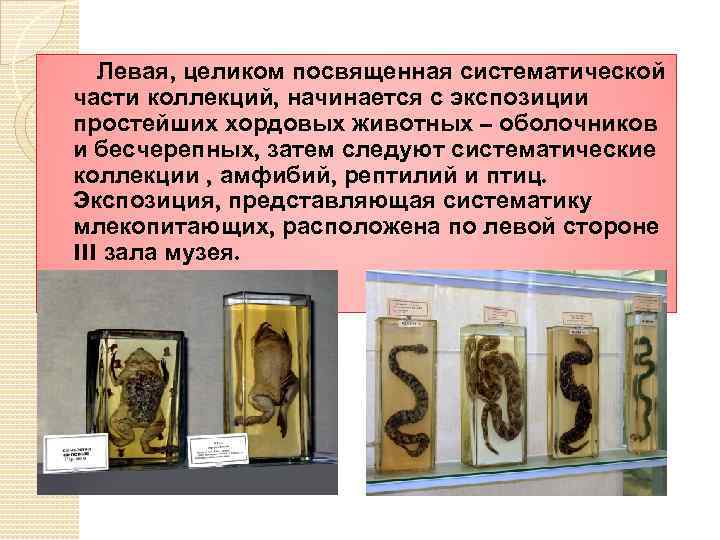 Левая, целиком посвященная систематической части коллекций, начинается с экспозиции простейших хордовых животных – оболочников