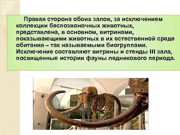 Правая сторона обоих залов, за исключением коллекции беспозвоночных животных, представлена, в основном, витринами, показывающими