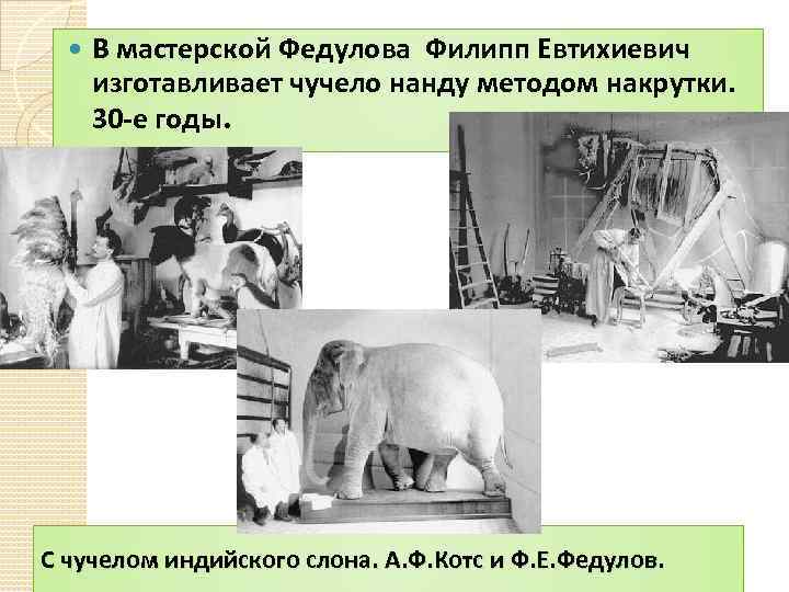  В мастерской Федулова Филипп Евтихиевич изготавливает чучело нанду методом накрутки. 30 -е годы.