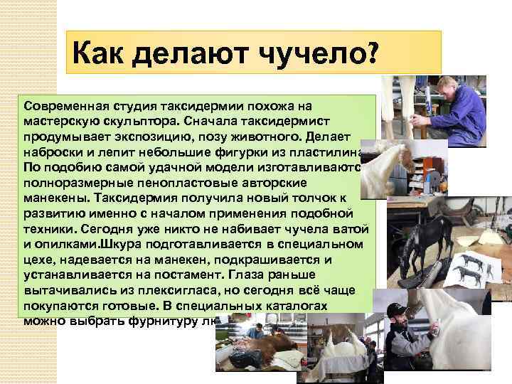 Как делают чучело? Современная студия таксидермии похожа на мастерскую скульптора. Сначала таксидермист продумывает экспозицию,