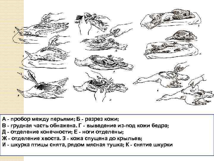 А - пробор между перьями; Б - разрез кожи; В - грудная часть обнажена.