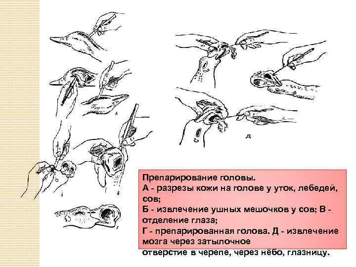 Препарирование головы. А - разрезы кожи на голове у уток, лебедей, сов; Б -