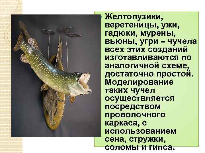  Желтопузики, веретеницы, ужи, гадюки, мурены, вьюны, угри – чучела всех этих созданий изготавливаются