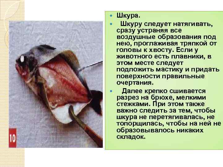 Шкура. Шкуру следует натягивать, сразу устраняя все воздушные образования под нею, проглаживая тряпкой от