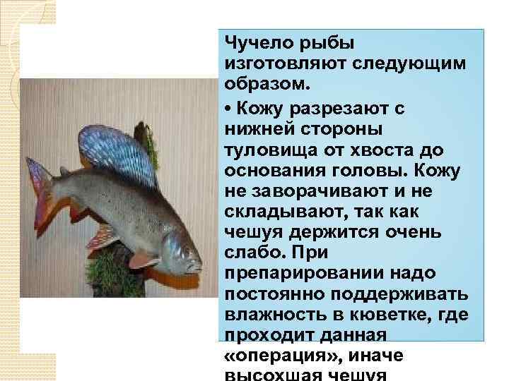 Чучело рыбы изготовляют следующим образом. • Кожу разрезают с нижней стороны туловища от хвоста