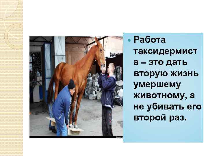  Работа таксидермист а – это дать вторую жизнь умершему животному, а не убивать