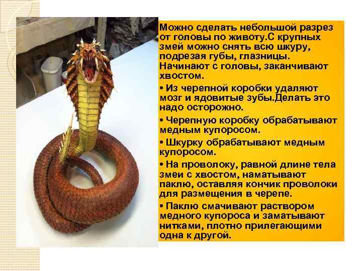  Можно сделать небольшой разрез от головы по животу. С крупных змей можно снять