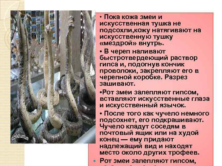  • Пока кожа змеи и искусственная тушка не подсохли, кожу натягивают на искусственную