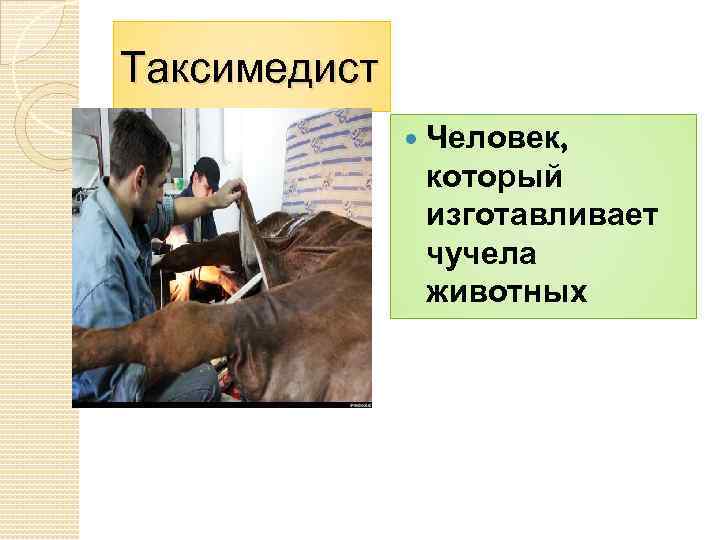 Таксимедист Человек, который изготавливает чучела животных 