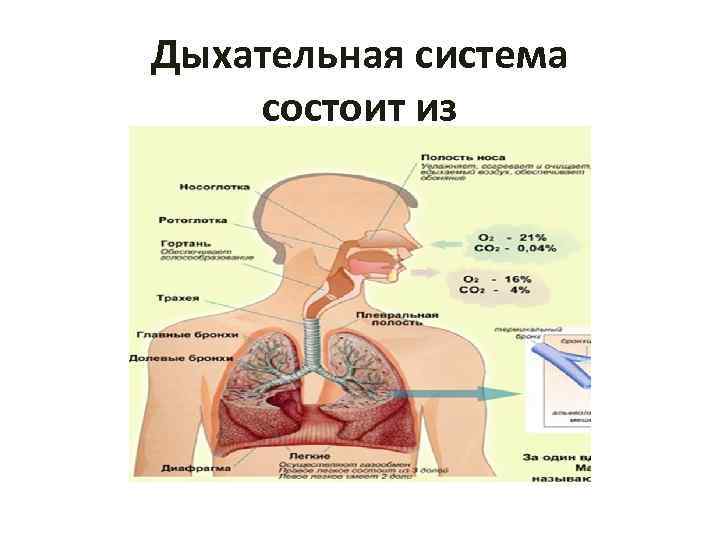 Дыхательная система состоит из 